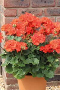 Sardunya Fidesi Bodur ( Pelargonium Zonale Dark ) Orange 1 Adet - Thumbnail