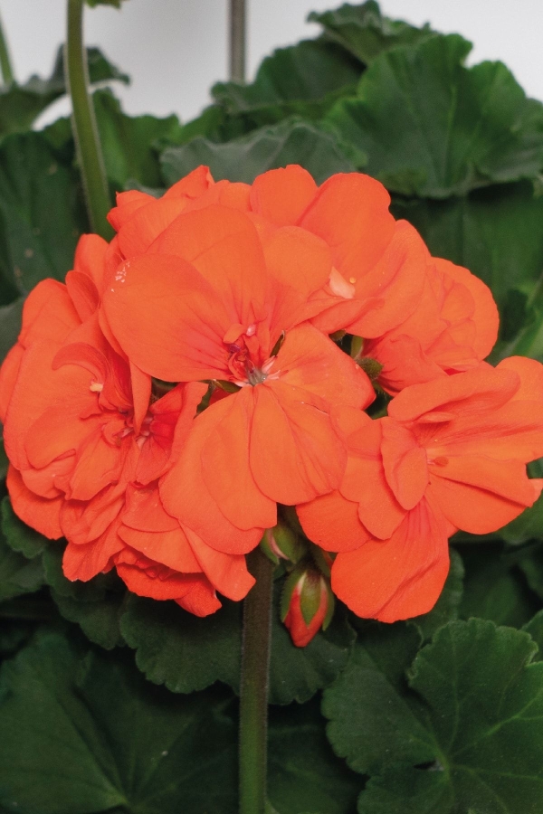 Sardunya Fidesi Bodur ( Pelargonium Zonale Dark ) Orange 1 Adet