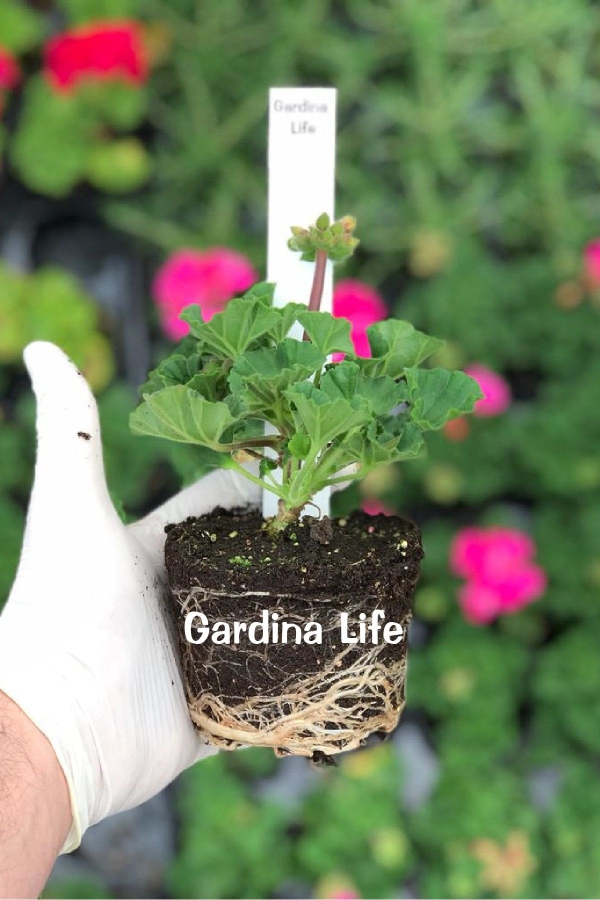 Sardunya Fidesi Bodur ( Pelargonium Zonale Dark ) Pink With Eye 1 Adet