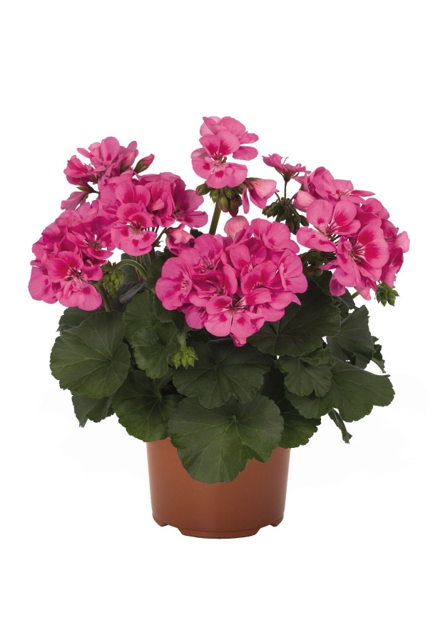 Sardunya Fidesi Bodur ( Pelargonium Zonale Dark ) Pink With Eye 1 Adet