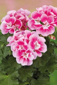 Sardunya Fidesi Bodur ( Pelargonium Zonale Dark ) Pinkberry 1 Adet - Thumbnail