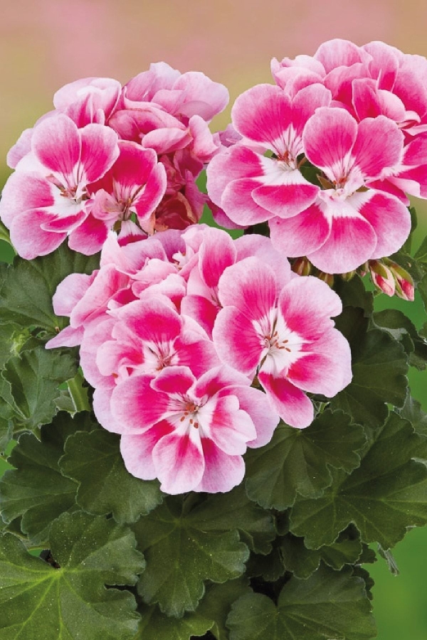 Sardunya Fidesi Bodur ( Pelargonium Zonale Dark ) Pinkberry 1 Adet