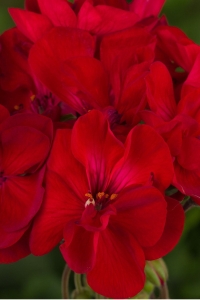 Sardunya Fidesi Bodur ( Pelargonium Zonale Dark ) Red 1 Adet - Thumbnail