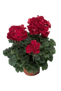 Sardunya Fidesi Bodur ( Pelargonium Zonale Dark ) Red 1 Adet - Thumbnail