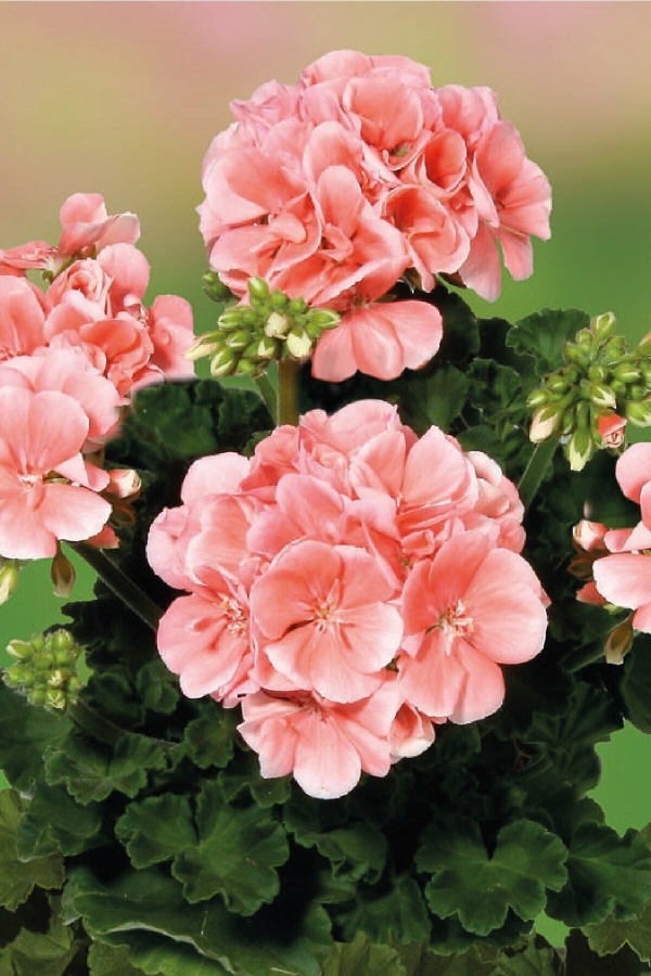 Sardunya Fidesi Bodur ( Pelargonium Zonale Dark ) Salmon 1 Adet