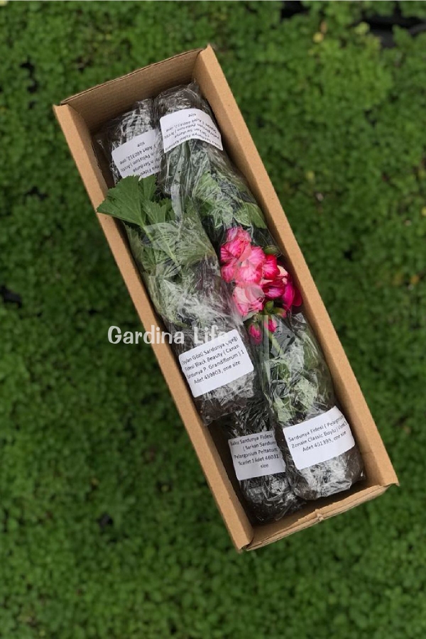 Sardunya Fidesi Bodur ( Pelargonium Zonale Dark ) White 1 Adet