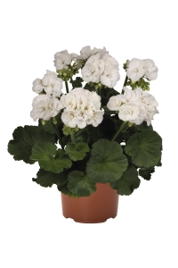 Sardunya Fidesi Bodur ( Pelargonium Zonale Dark ) White 1 Adet - Thumbnail