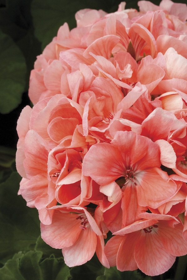 Sardunya Fidesi Özel Seri Bodur Cins ( Pelargonium Zonale Tango ) Montevideo 1 Adet