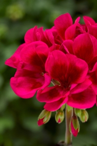 Sardunya Fidesi Özel Seri ( Pelargonium X Zonale Bunny ) Cranberry Splash 1 Adet - Thumbnail