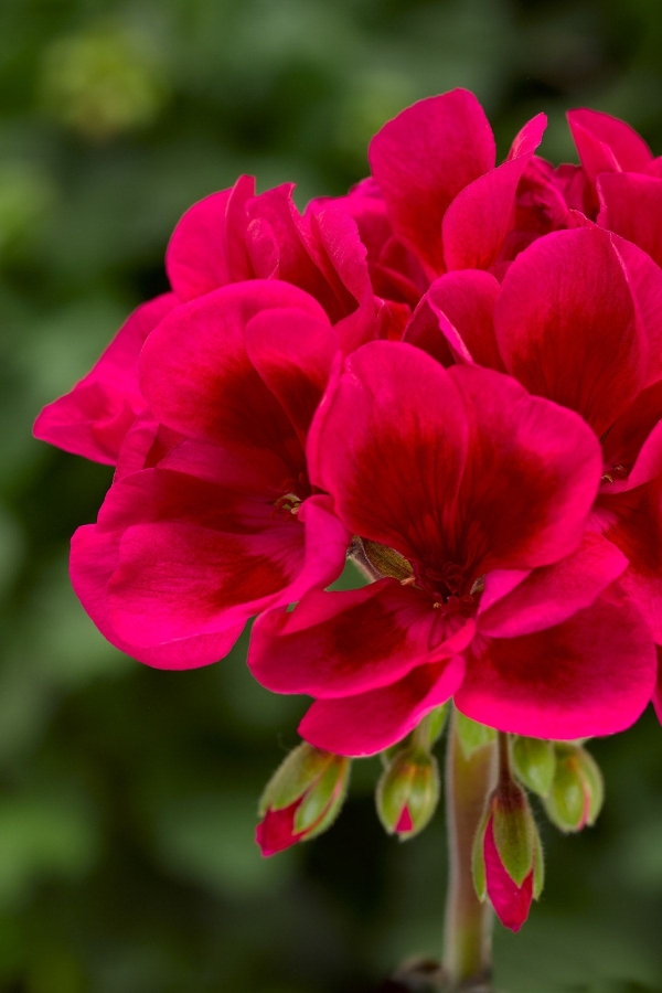 Sardunya Fidesi Özel Seri ( Pelargonium X Zonale Bunny ) Cranberry Splash 1 Adet