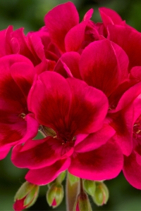 Sardunya Fidesi Özel Seri ( Pelargonium X Zonale Bunny ) Cranberry Splash 1 Adet - Thumbnail