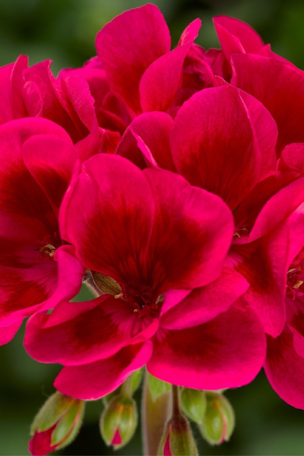 Sardunya Fidesi Özel Seri ( Pelargonium X Zonale Bunny ) Cranberry Splash 1 Adet