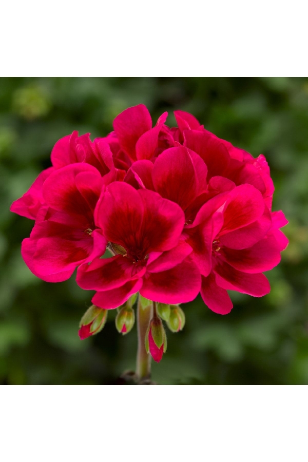 Sardunya Fidesi Özel Seri ( Pelargonium X Zonale Bunny ) Cranberry Splash 1 Adet