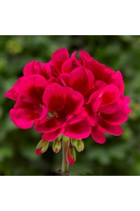 Sardunya Fidesi Özel Seri ( Pelargonium X Zonale Bunny ) Cranberry Splash 1 Adet - Thumbnail