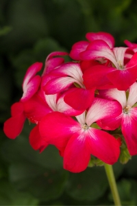 Sardunya Fidesi Özel Seri Yarı Bodur ( Pelargonium X Zonale Bunny ) Cherry Ice 1 Adet - Thumbnail