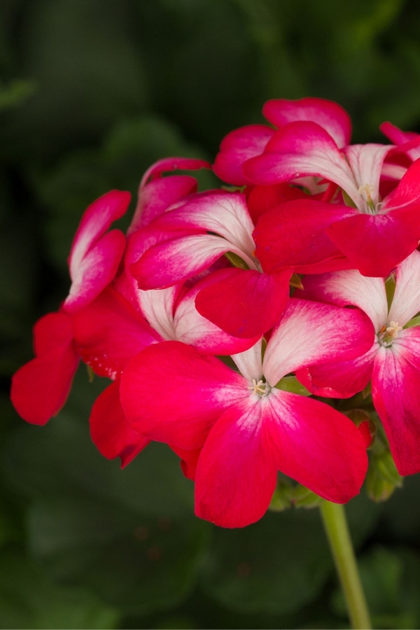 Sardunya Fidesi Özel Seri Yarı Bodur ( Pelargonium X Zonale Bunny ) Cherry Ice 1 Adet