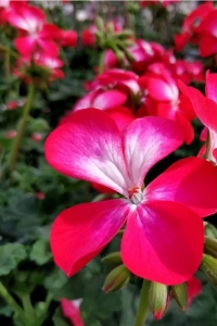 Sardunya Fidesi Özel Seri Yarı Bodur ( Pelargonium X Zonale Bunny ) Cherry Ice 1 Adet - Thumbnail