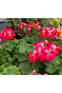 Sardunya Fidesi Özel Seri Yarı Bodur ( Pelargonium X Zonale Bunny ) Cherry Ice 1 Adet - Thumbnail