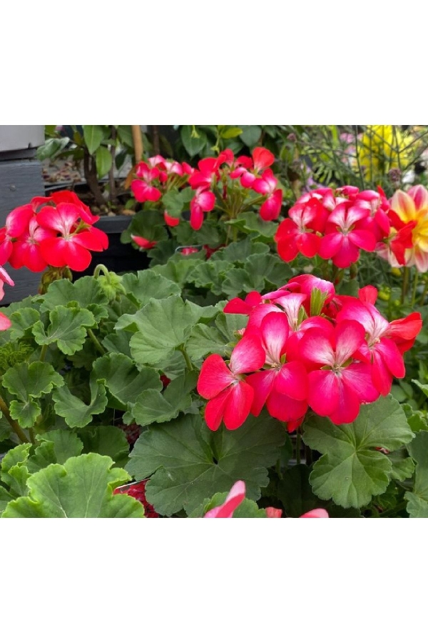 Sardunya Fidesi Özel Seri Yarı Bodur ( Pelargonium X Zonale Bunny ) Cherry Ice 1 Adet