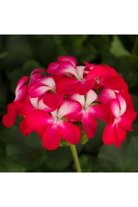 Sardunya Fidesi Özel Seri Yarı Bodur ( Pelargonium X Zonale Bunny ) Cherry Ice 1 Adet - Thumbnail