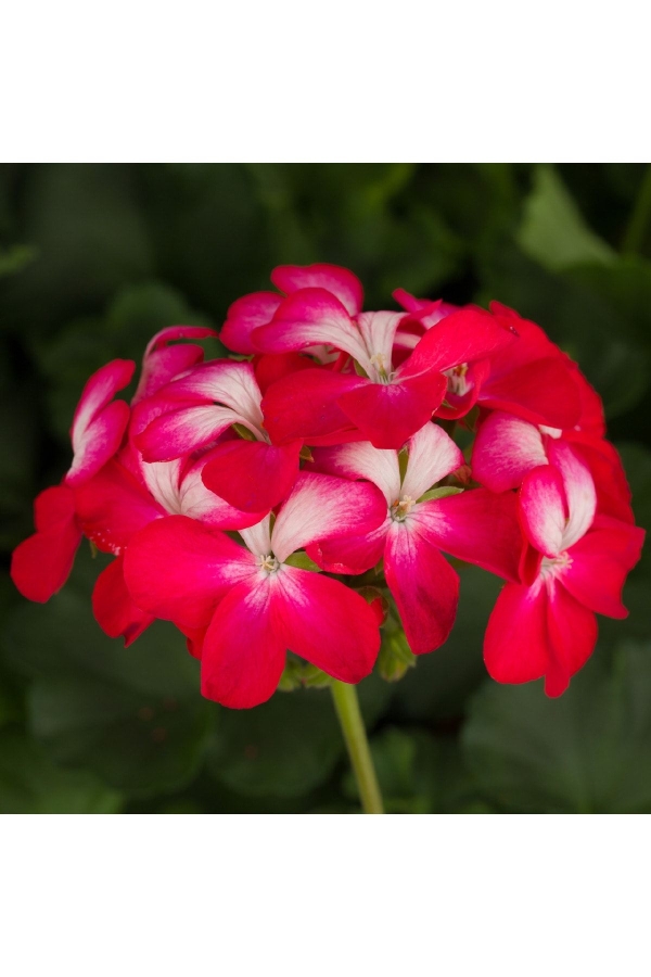 Gardinalife - Sardunya Fidesi Özel Seri Yarı Bodur ( Pelargonium X Zonale Bunny ) Cherry Ice 1 Adet