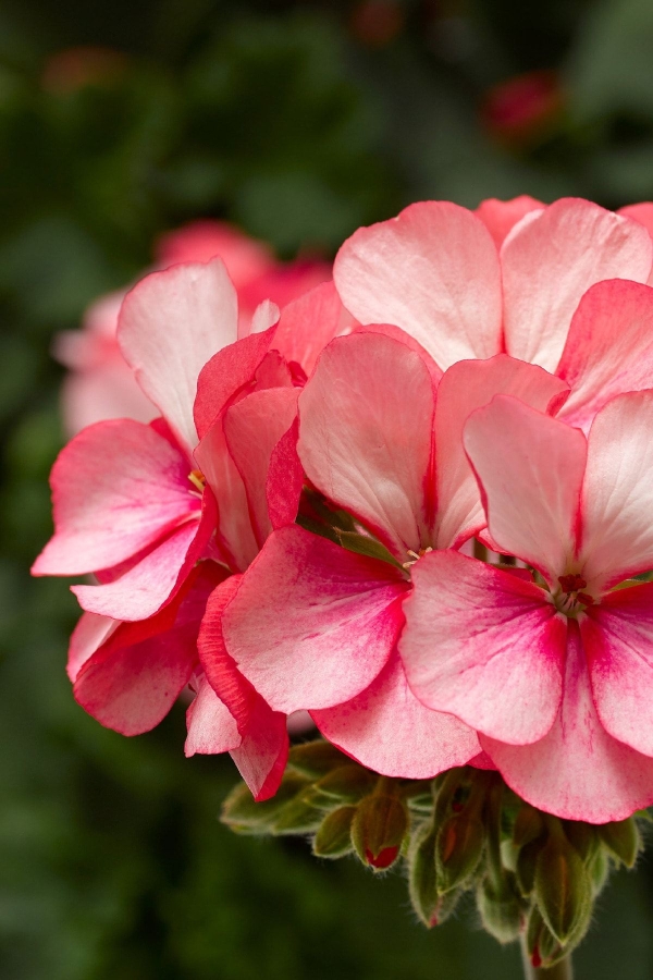 Sardunya Fidesi Özel Seri Yarı Bodur ( Pelargonium X Zonale Bunny ) Pink Ice 1 Adet