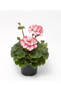 Sardunya Fidesi Özel Seri Yarı Bodur ( Pelargonium X Zonale Bunny ) Pink Ice 1 Adet - Thumbnail