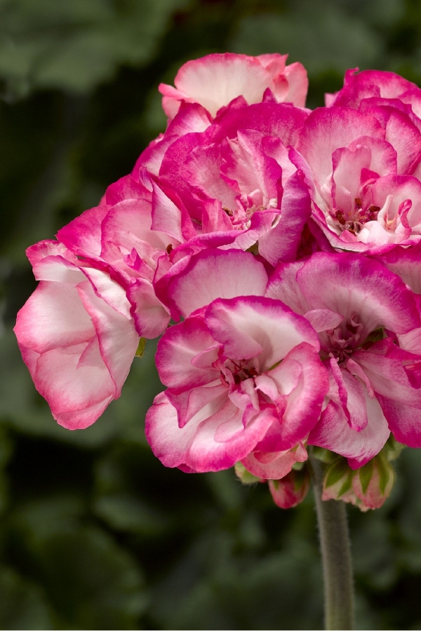 Sardunya Fidesi Özel Seri Yarı Bodur ( Pelargonium X Zonale Bunny ) Strawberry Ice 1 Adet