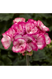 Sardunya Fidesi Özel Seri Yarı Bodur ( Pelargonium X Zonale Bunny ) Strawberry Ice 1 Adet - Thumbnail