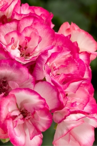 Sardunya Fidesi Özel Seri Yarı Bodur ( Pelargonium X Zonale Bunny ) Strawberry Ice 1 Adet - Thumbnail