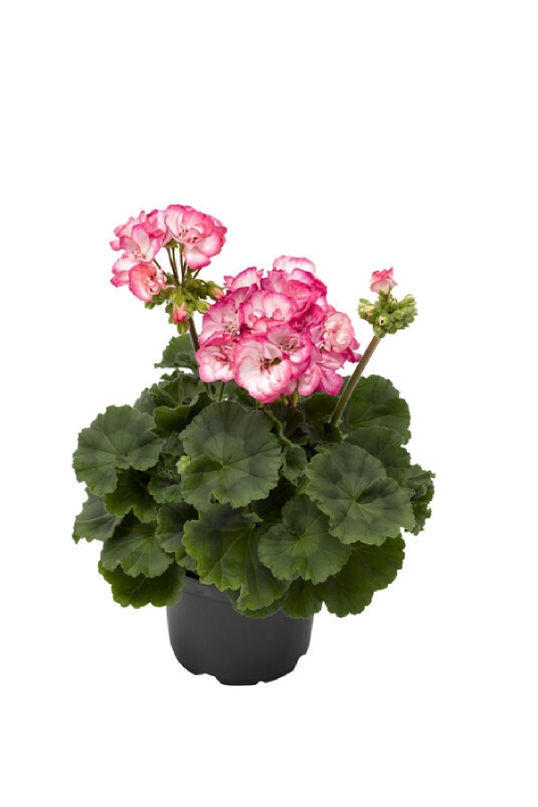 Sardunya Fidesi Özel Seri Yarı Bodur ( Pelargonium X Zonale Bunny ) Strawberry Ice 1 Adet