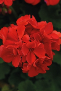 Sardunya Fidesi ( Pelargonium Zonale Classic Boylu ) Bright Red 1 Adet - Thumbnail