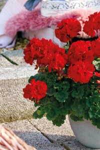 Sardunya Fidesi ( Pelargonium Zonale Classic Boylu ) Bright Red 1 Adet - Thumbnail