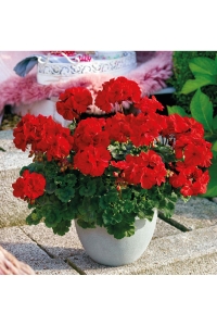 Sardunya Fidesi ( Pelargonium Zonale Classic Boylu ) Bright Red 1 Adet - Thumbnail