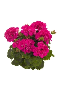 Sardunya Fidesi ( Pelargonium Zonale Classic Boylu ) Cardinal 1 Adet - Thumbnail