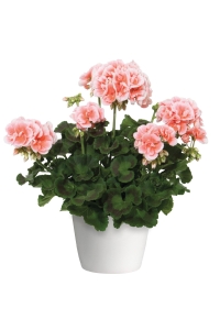 Sardunya Fidesi ( Pelargonium Zonale Classic Boylu ) Light Salmon 1 Adet - Thumbnail