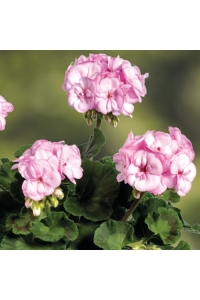 Sardunya Fidesi ( Pelargonium Zonale Classic Boylu ) Pink Picotee 1 Adet - Thumbnail