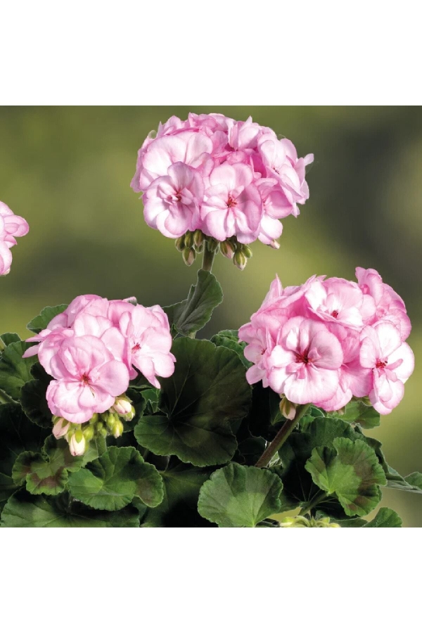 Sardunya Fidesi ( Pelargonium Zonale Classic Boylu ) Pink Picotee 1 Adet