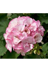 Sardunya Fidesi ( Pelargonium Zonale Classic Boylu ) Pink Picotee 1 Adet - Thumbnail