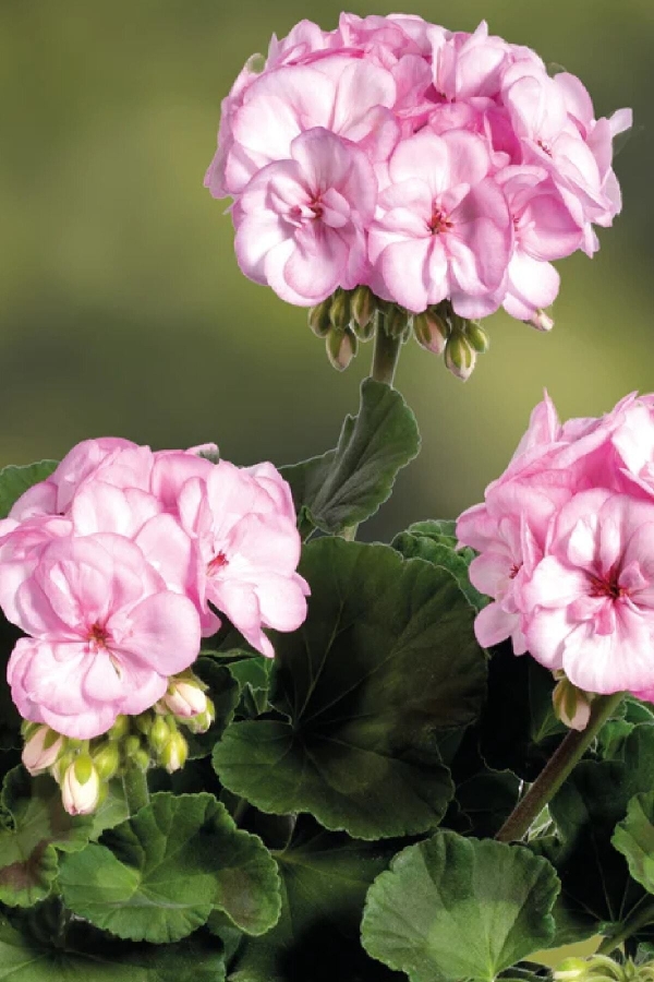 Sardunya Fidesi ( Pelargonium Zonale Classic Boylu ) Pink Picotee 1 Adet