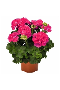 Sardunya Fidesi ( Pelargonium Zonale Classic Boylu ) Rose 1 Adet - Thumbnail