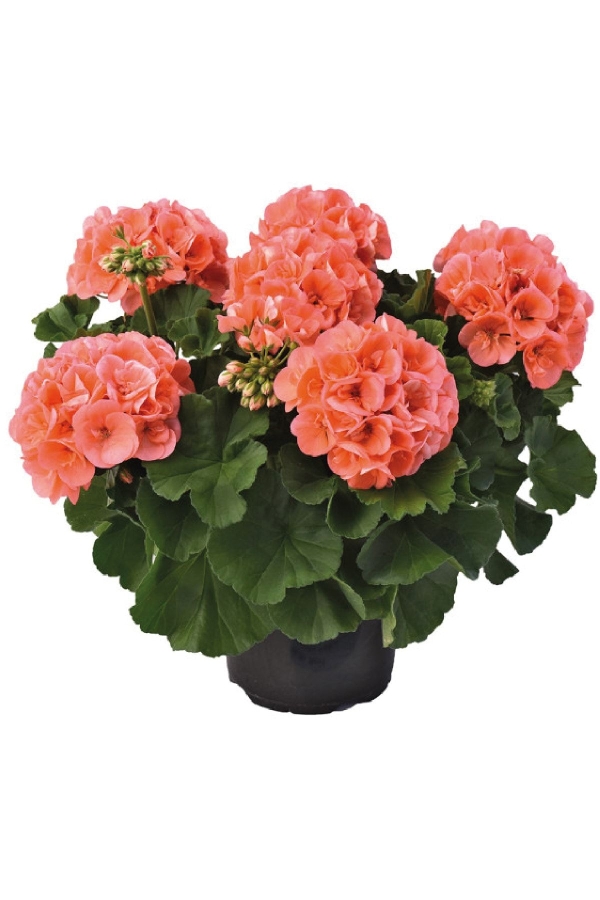 Sardunya Fidesi ( Pelargonium Zonale Classic Boylu ) Salmon 1 Adet