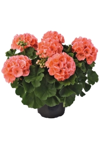 Sardunya Fidesi ( Pelargonium Zonale Classic Boylu ) Salmon 1 Adet - Thumbnail