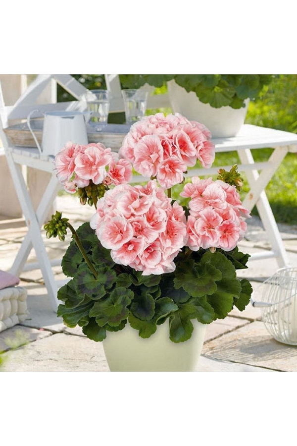 Sardunya Fidesi ( Pelargonium Zonale Classic Boylu ) Salmon Picotee 1 Adet