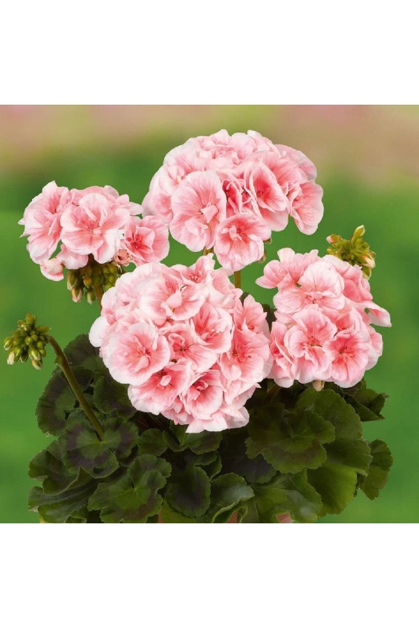 Sardunya Fidesi ( Pelargonium Zonale Classic Boylu ) Salmon Picotee 1 Adet