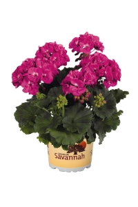 Sardunya Fidesi ( Pelargonium Zonale Classic Boylu ) Violet 1 Adet - Thumbnail