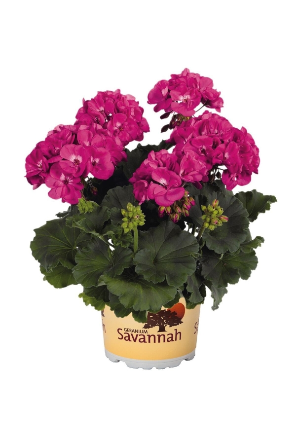 Sardunya Fidesi ( Pelargonium Zonale Classic Boylu ) Violet 1 Adet