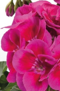 Sardunya Fidesi ( Pelargonium Zonale Classic Boylu ) Violet Splash 1 Adet - Thumbnail