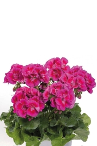 Sardunya Fidesi ( Pelargonium Zonale Classic Boylu ) Violet Splash 1 Adet - Thumbnail