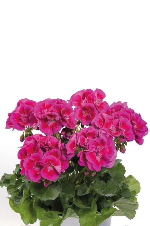 Sardunya Fidesi ( Pelargonium Zonale Classic Boylu ) Violet Splash 1 Adet